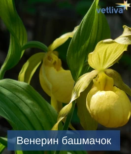 Венерин башмачок в Беларуси