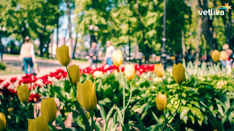 Сад в Гомельском парке Сад в парке в Гомеле