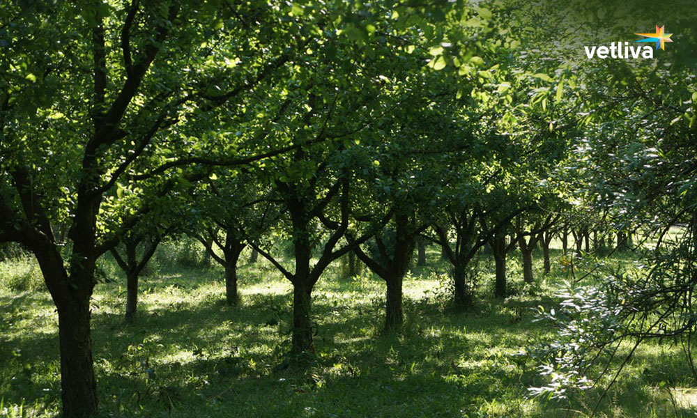 Зелёный сад в Малиновке