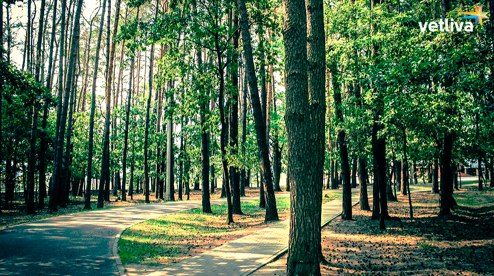 Природа в ДРОЦ «Колос»