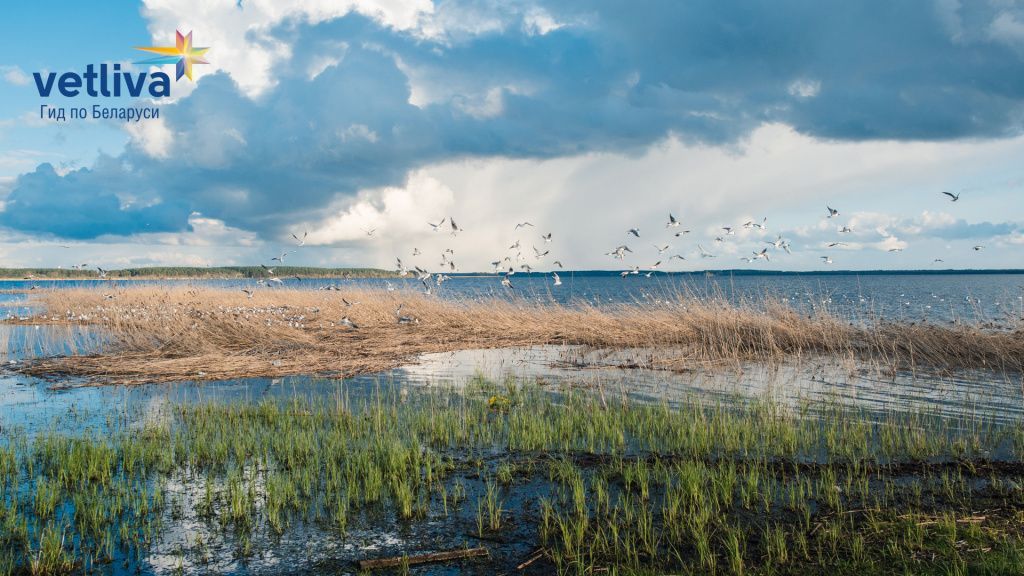 Отдых на Нарочи и в Браславе в Белоруссии