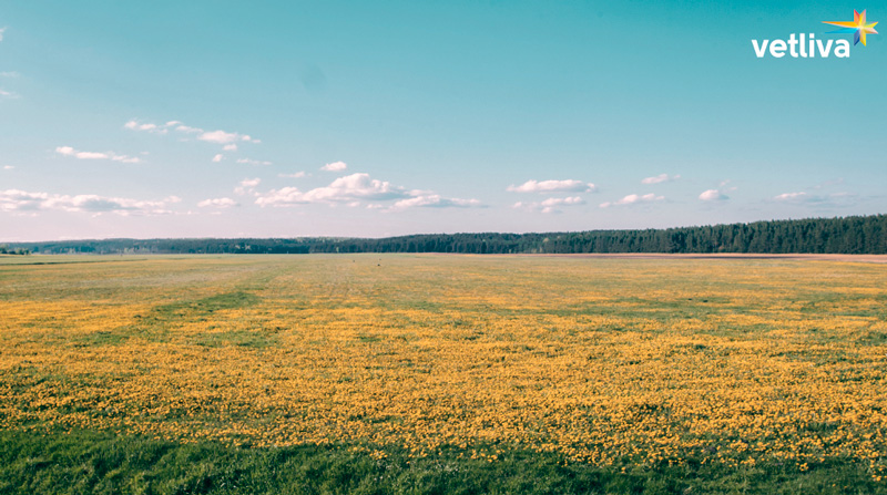 Природа Белоруссии