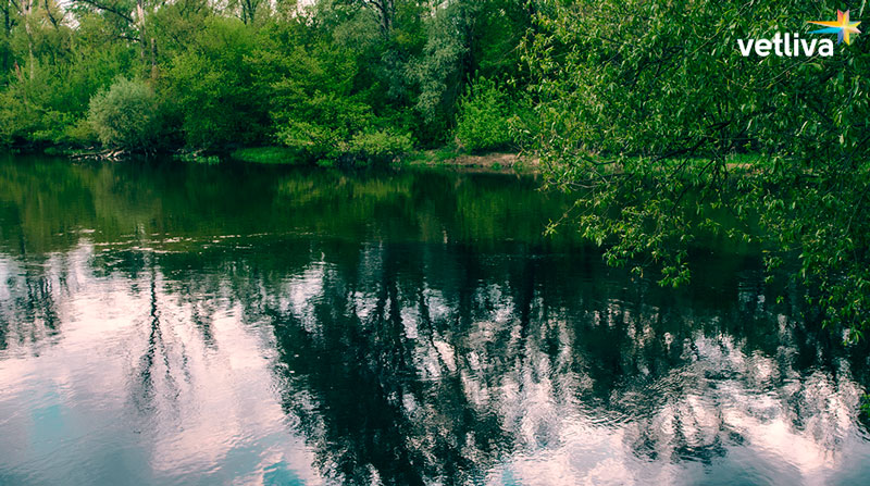 Слияние рек Буг и Мухавец Слияние рек Буг и Мухавец в Белоруссии