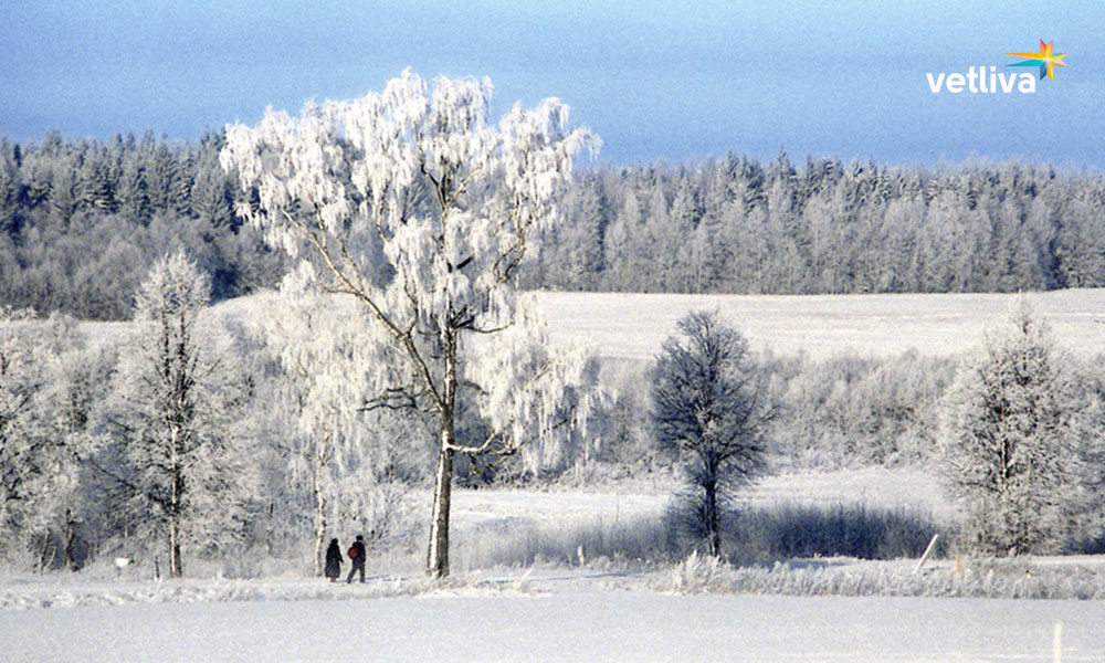Нарочанский парк зимой