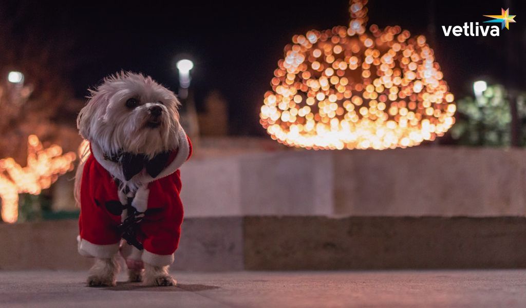С Новым годом, друзья! VETLIVA поздравляет всех с Новым годом
