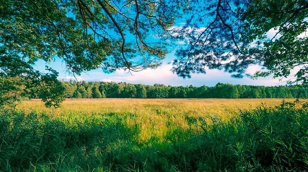 История Березинского биосферного заповедника История Березинского заповедника