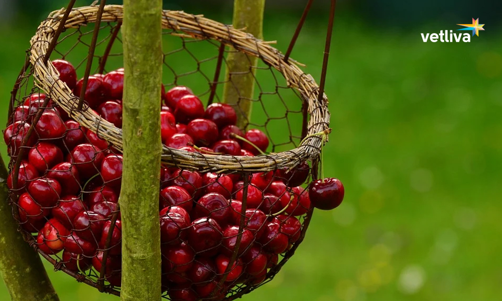 Вишневый фестиваль Большая корзинка свежих вишен