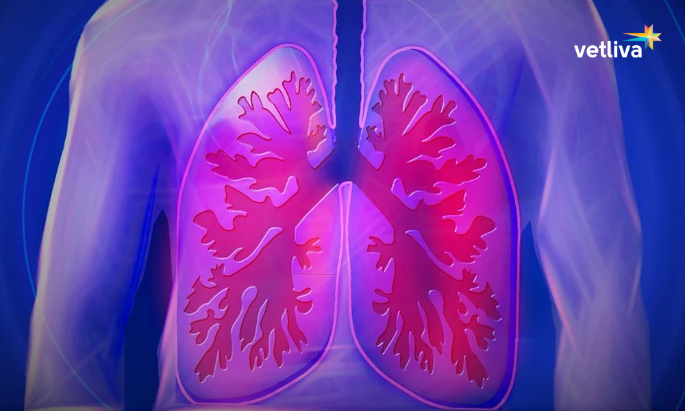 Болезни дыхания