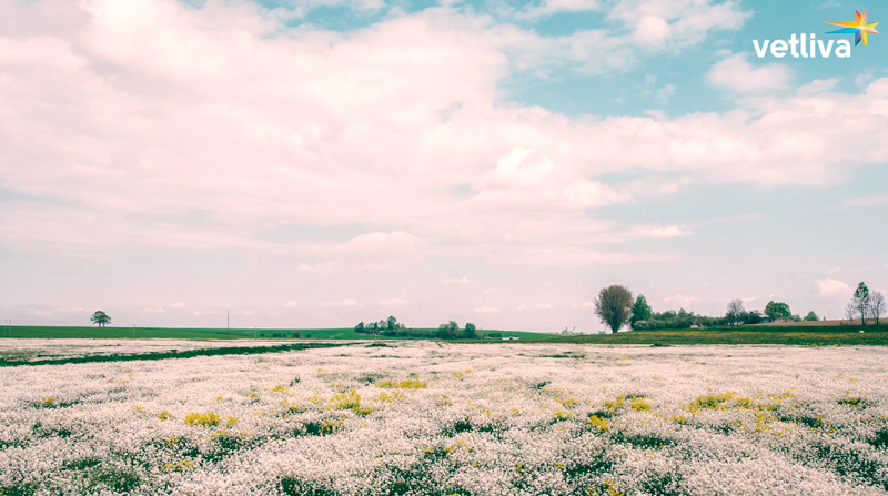 Только посмотрите, какая красота! Природа Белоруссии