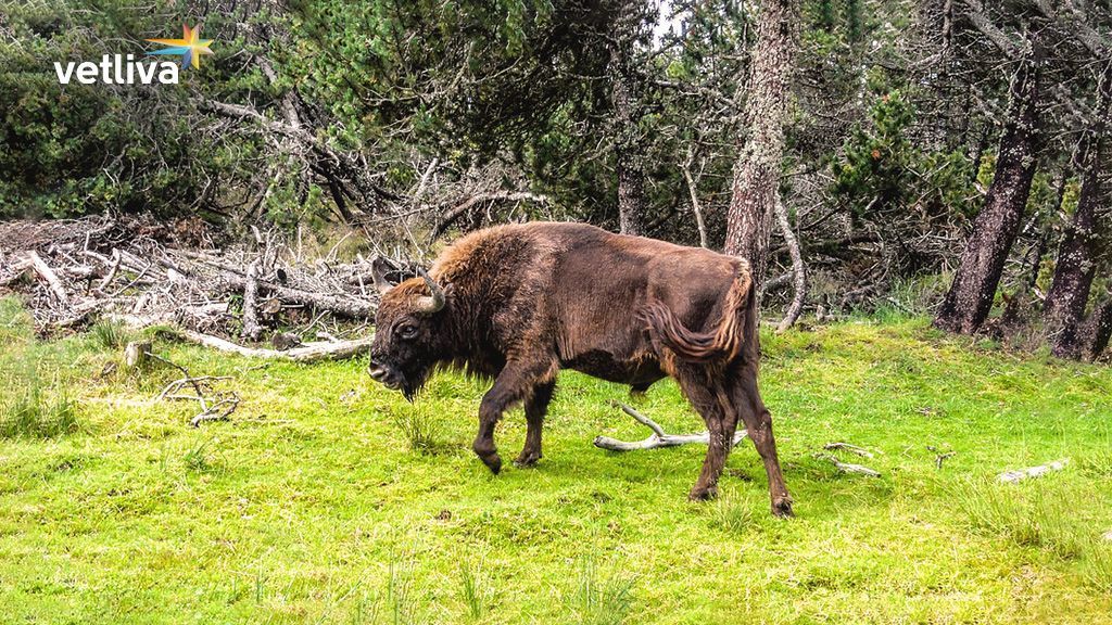 Отели в Беловежской пуще: отдых рядом с зубрами