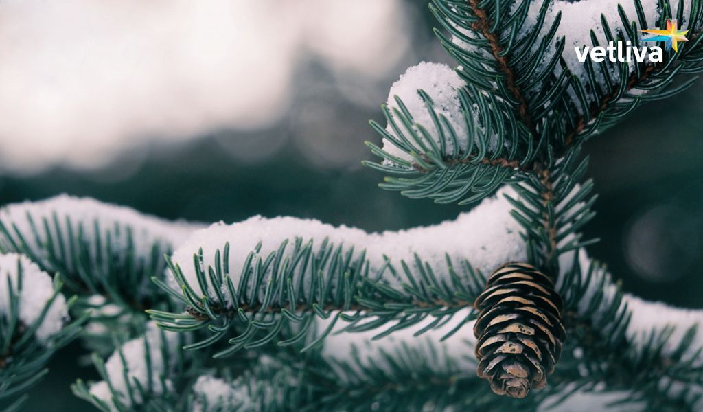 Новый год в Гродно Новый год 2019 в Гродно