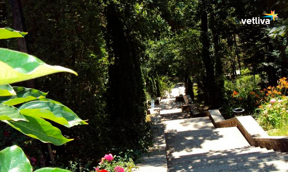 растения санатория Белая Русь