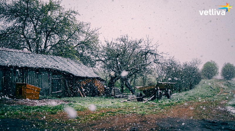 снежная метель