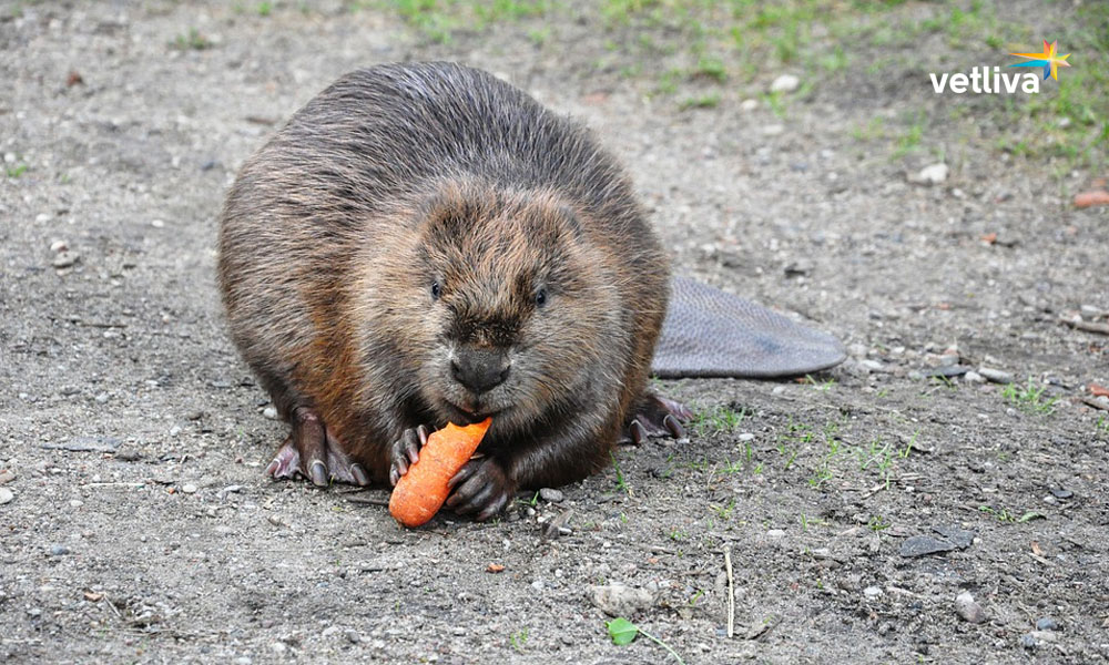 бобровое сафари