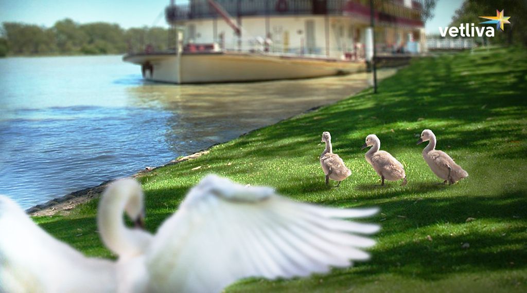 Незабываемая свадьба на теплоходе в Беларуси