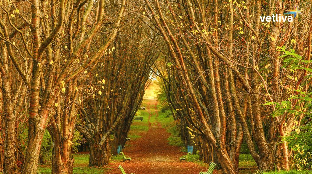 Ботанический сад в Минске