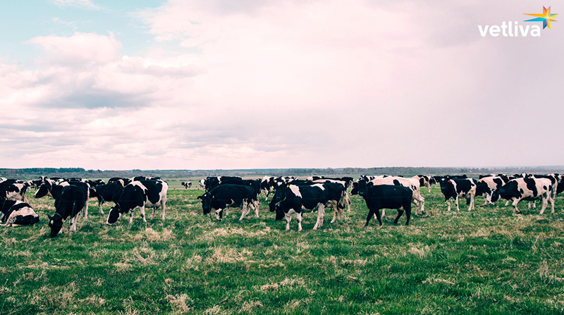 Белорусская живность