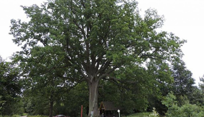 Царь-дуб рядом с Лепелем