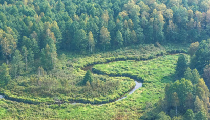 Налибокская пуща