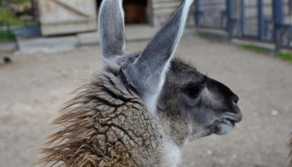 Гродненский зоопарк