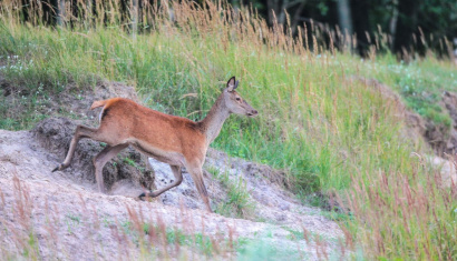 Национальный парк «Припятский»