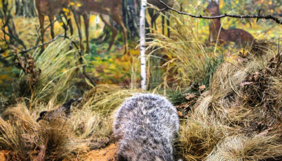 Музей природы и быта в деревне Лясковичи
