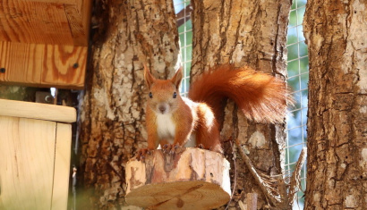 Музей Белки 