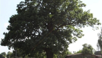 Ботанический памятник природы «Дуб-гигант»