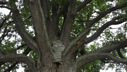 Царь-дуб рядом с Лепелем