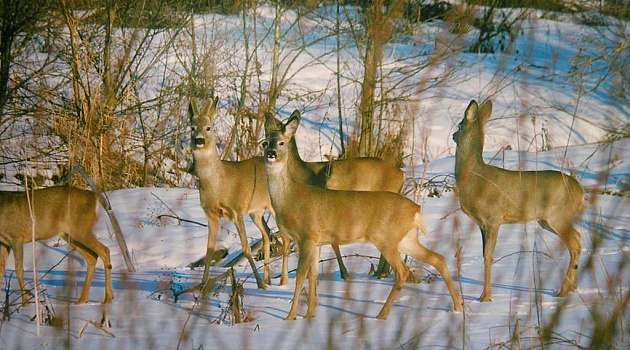 ГЛХУ «Красносельское»