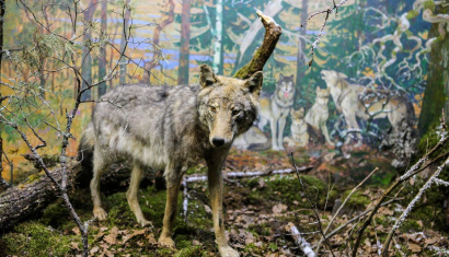 Музей природы и быта в деревне Лясковичи