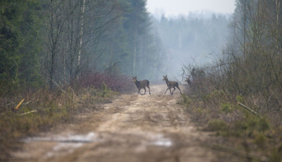 Налибокская пуща