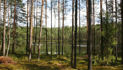 Лесной массив «Рацкий Бор»