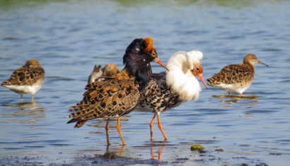 Ландшафтный заказник «Свислочско-Березинский»