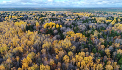 Ландшафтный заказник «Свислочско-Березинский»