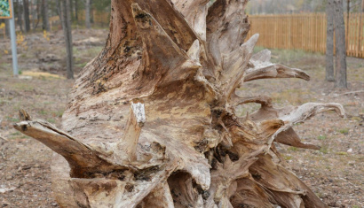 «Сафари-парк» в Национальном парке Припятский