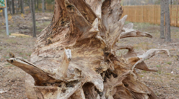 «Сафари-парк» в Национальном парке Припятский