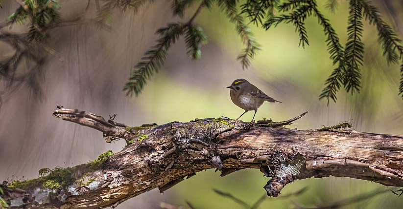Мастер-класс по бердвотчингу «Заповедный край»