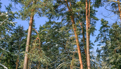 Туристическая часть Беловежской пущи