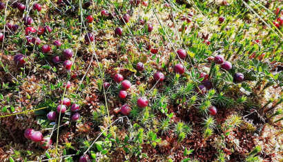 Заказник «Острова Дулебы»