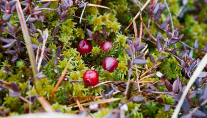 Заказник «Острова Дулебы»