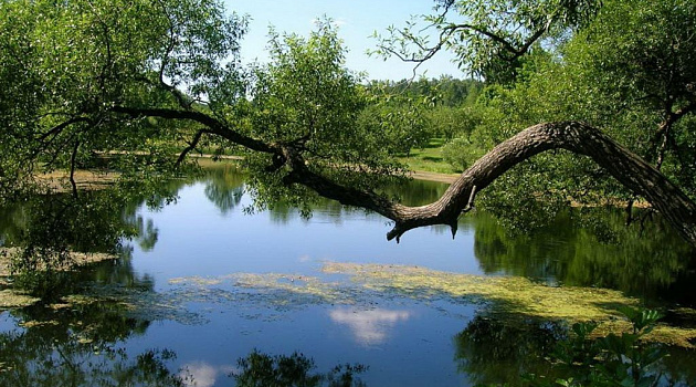 ГЛХУ «Красносельское»