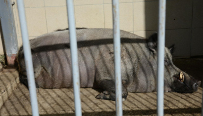 Гродненский зоопарк