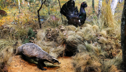 Музей природы и быта в деревне Лясковичи