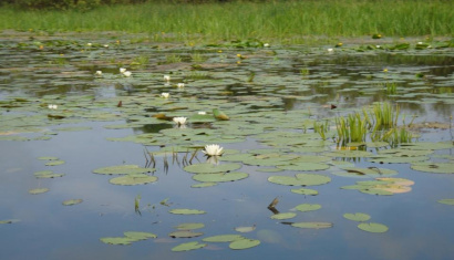 Ландшафтный заказник «Свислочско-Березинский»