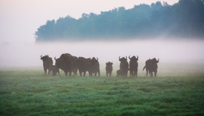 Национальный парк «Припятский»