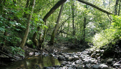 Лесной массив «Рацкий Бор»
